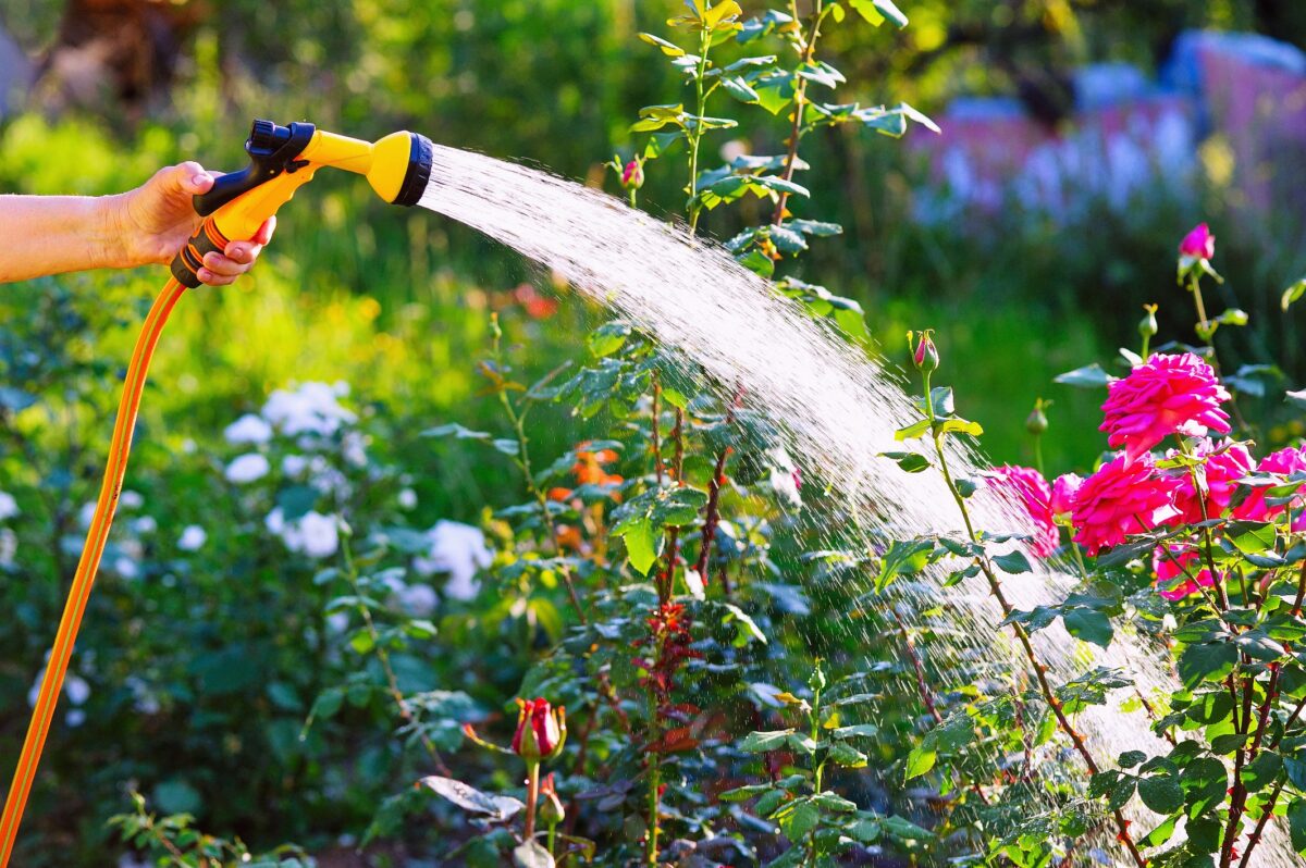 Den Rasen und die Pflanzen zu bewässern sollte in der heißen Jahreszeit nicht vernachlässigt werden.