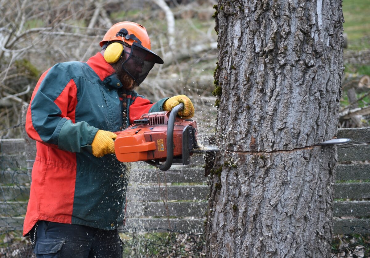 Beim Baumfällen sollte man besser vorsichtig sein.