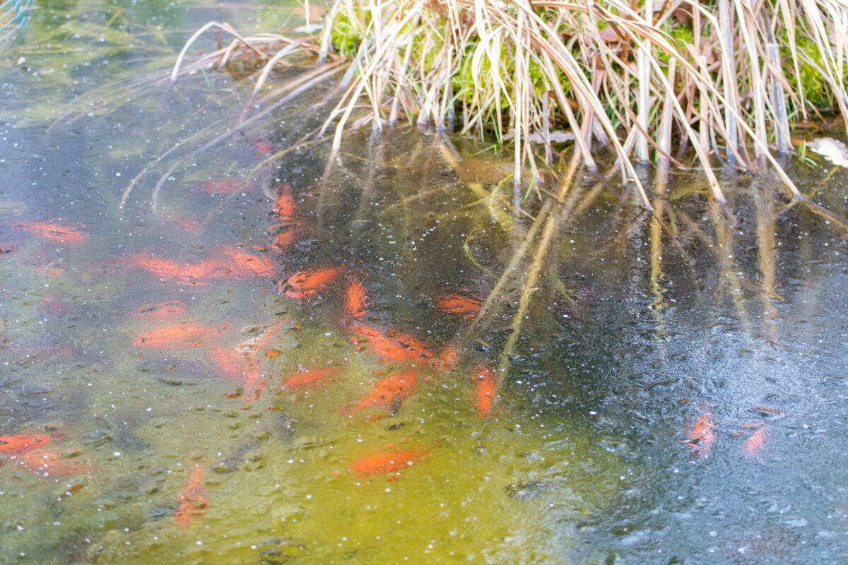 Fische im Teich sind eine Bereicherung des Gartens.