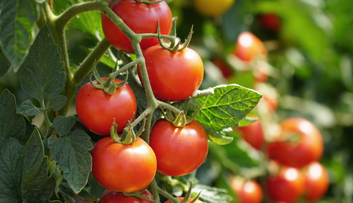 Aus dem eigenen Garten schmecken die Tomaten besonders lecker.