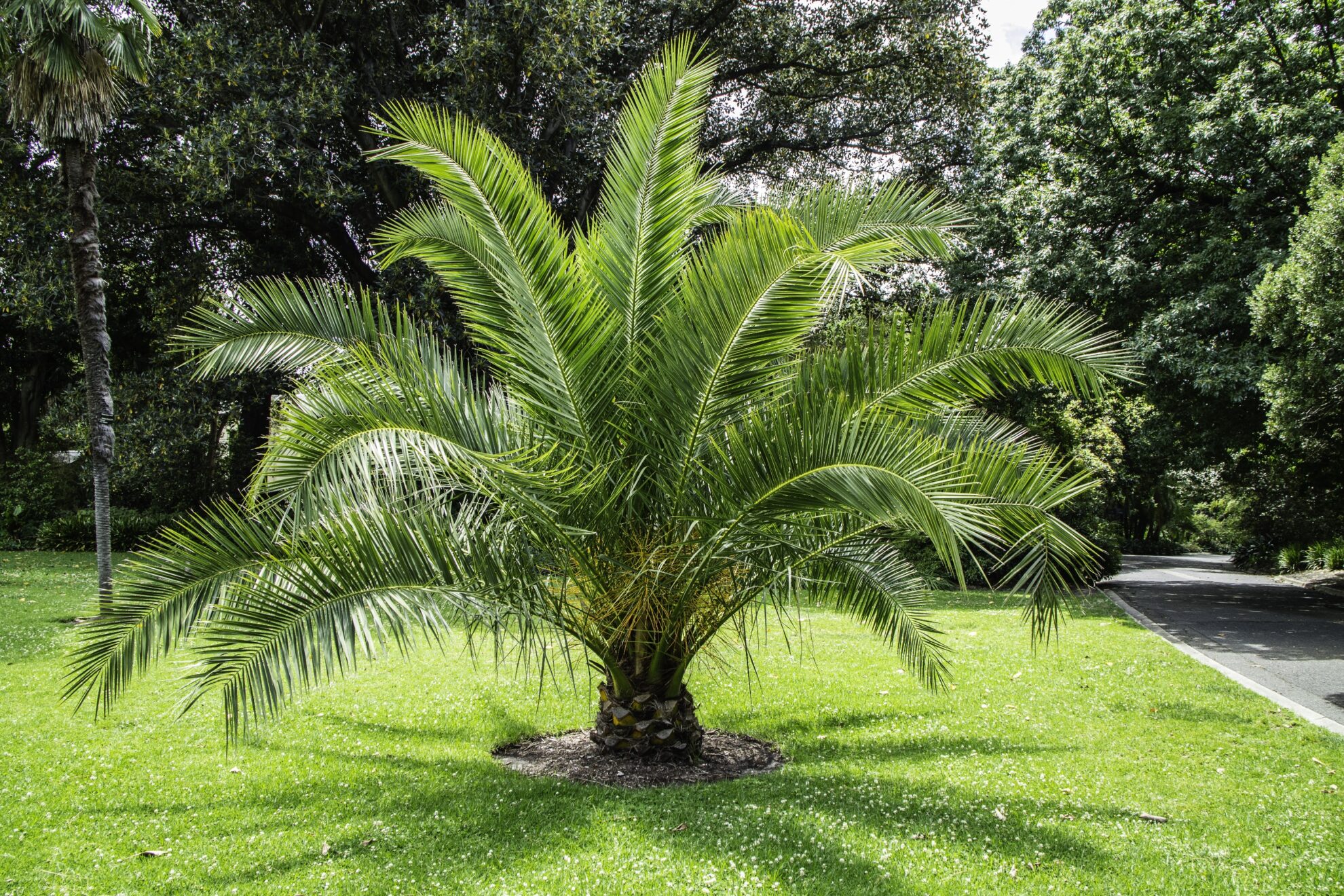 Palmen im heimischen Garten LEITERMANN Blog für Selbermacher