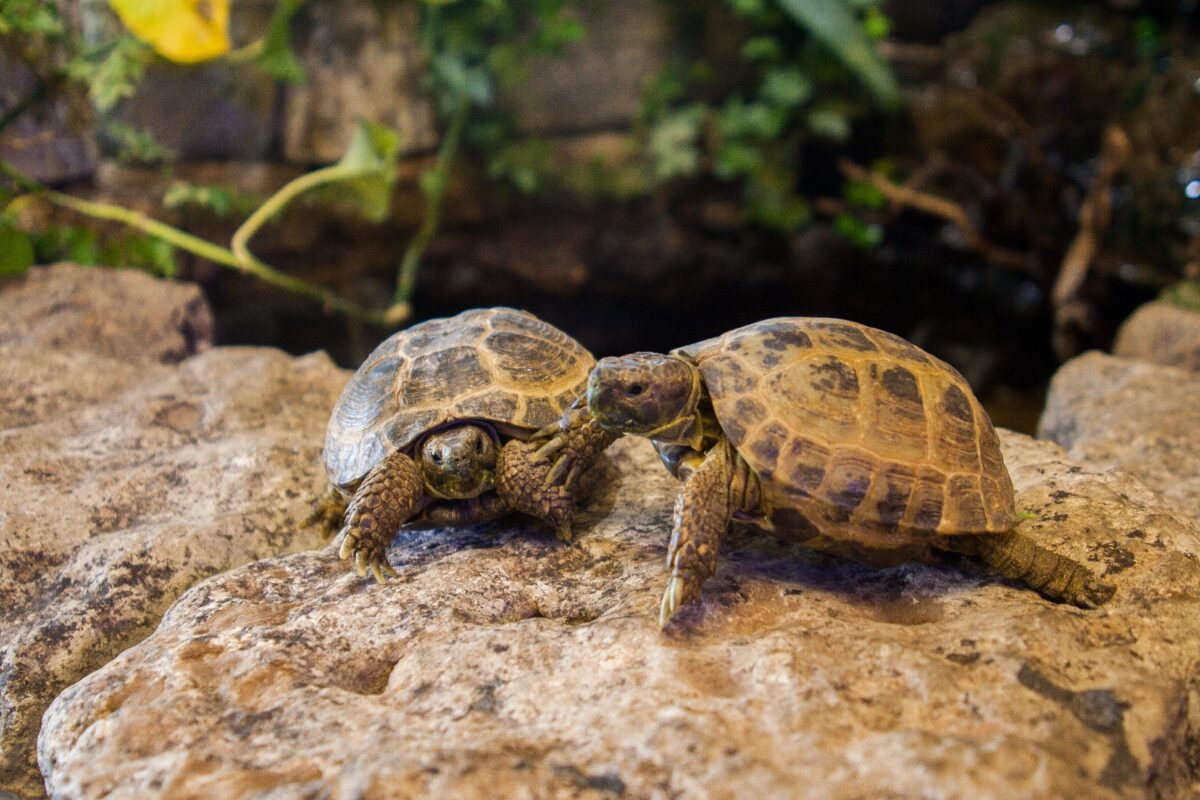 Erfahre mehr über die richtige Haltung der Schildkröten.
