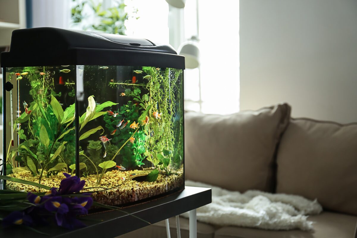 Ein Aquarium wirkt entspannend für Dein Wohnzimmer.