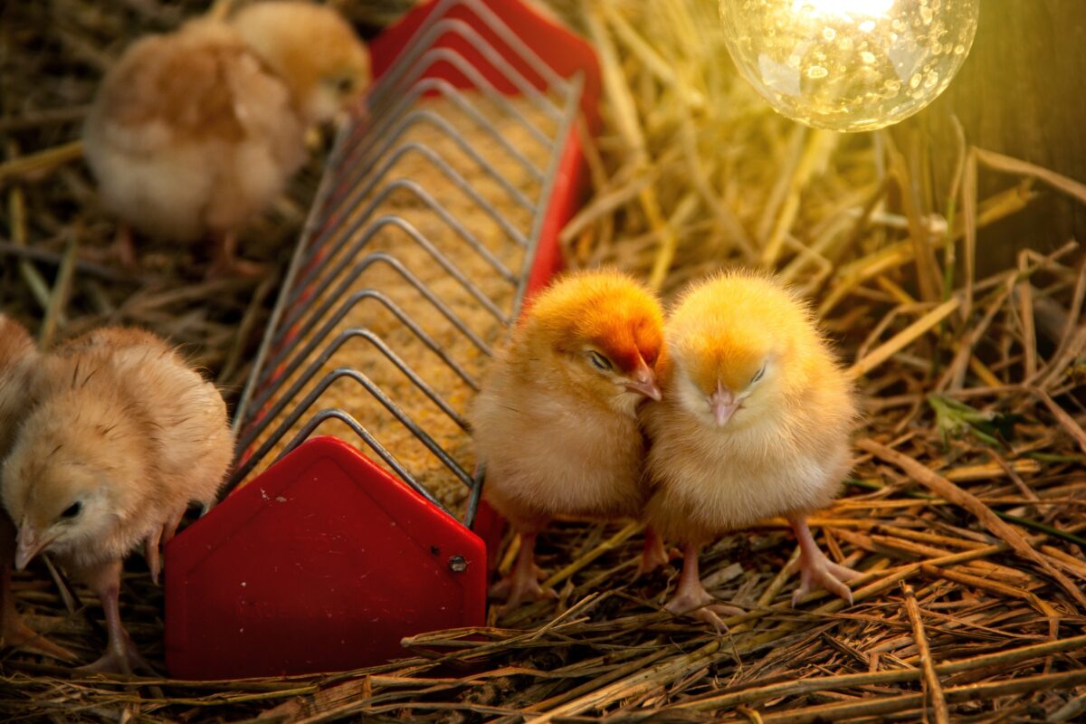 Mit einer Wärmelampe haben es Deine Hühner immer warm.