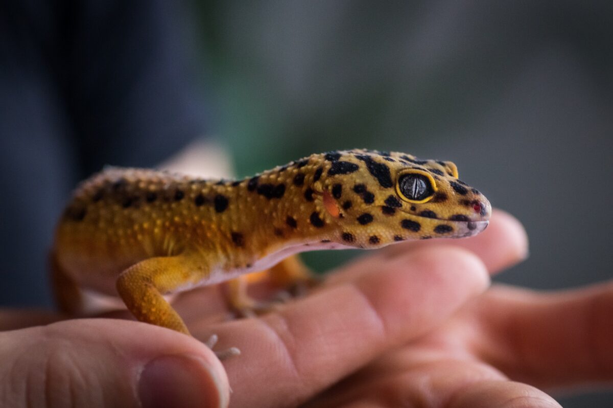 Der Leopardgecko – Nachtaktives Reptil mit ausdrucksstarker Musterung.