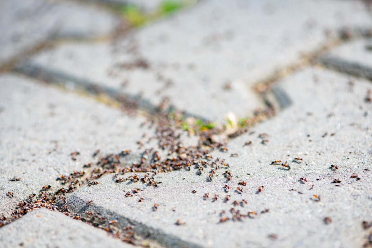 In der Natur zwar gern gesehen, im Haus eher unerwünscht: Ameisen