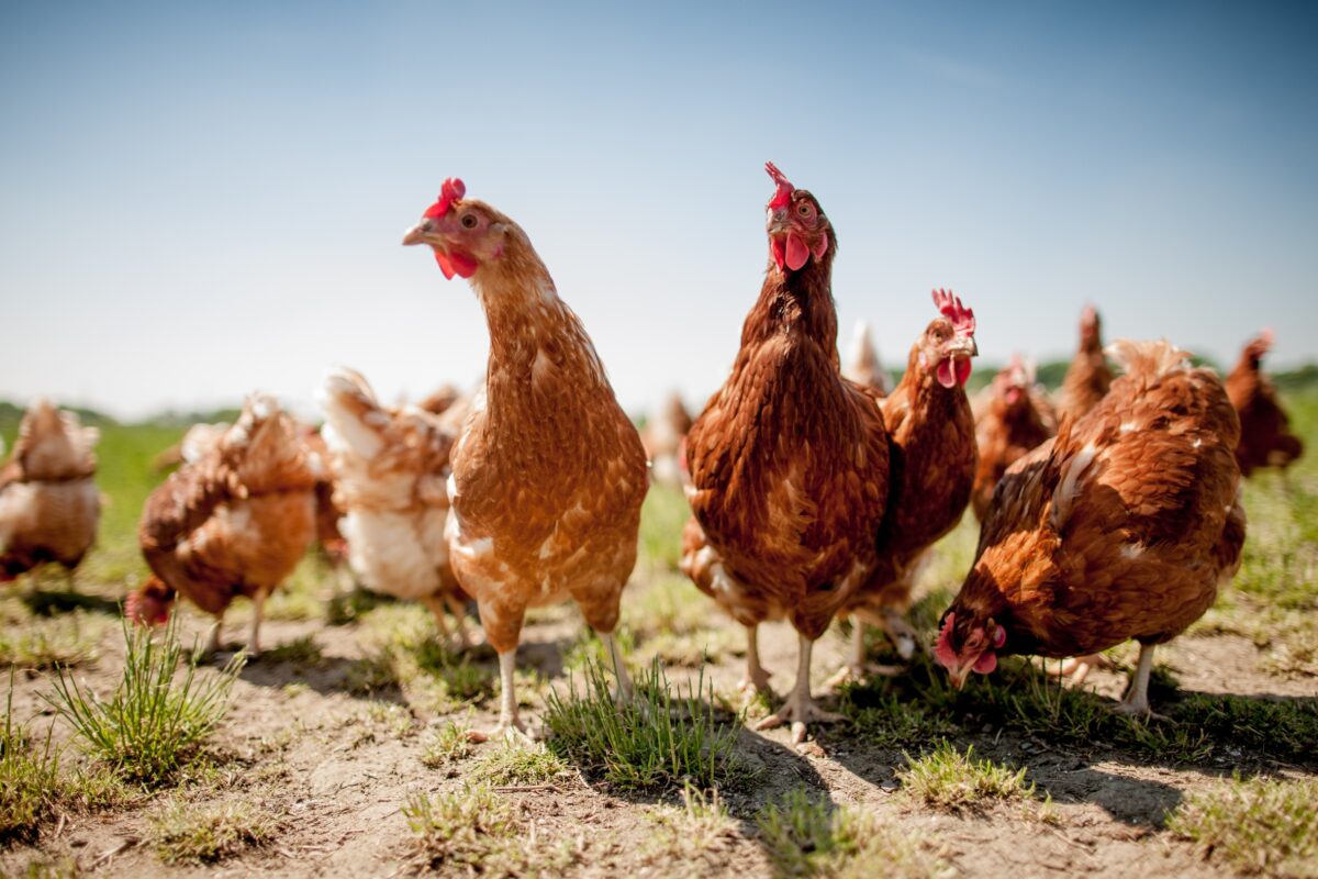 Huhn und Hahn eignen sich hervorragend als Nutztiere.