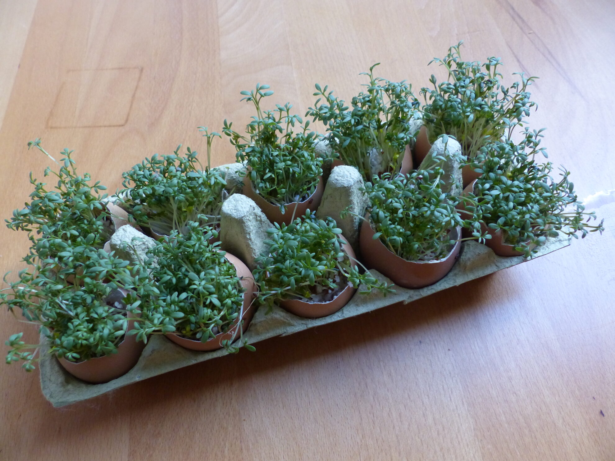 Deko-Idee: Kresse-Eier für den Oster-Brunch - LEITERMANN Blog für ... Deko-Idee: Kresse-Eier für den Oster-Brunch - LEITERMANN Blog für ...