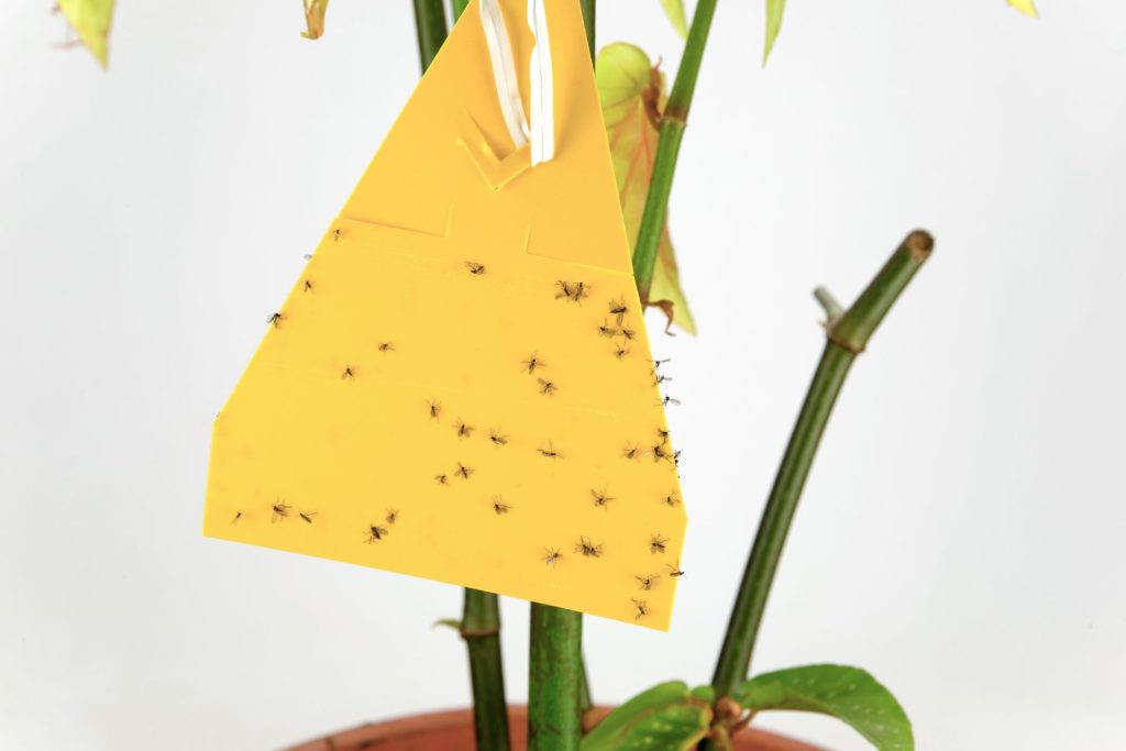 Gelbsticker eignen sich zum Abfangen fliegender Schadinsekten wie Trauermücken | Foto: stock.adobe.com