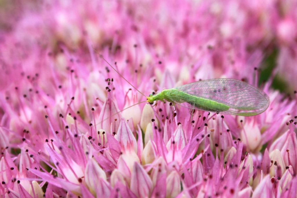 Florfliege auf pinker Blume | Foto: stock.adobe.com