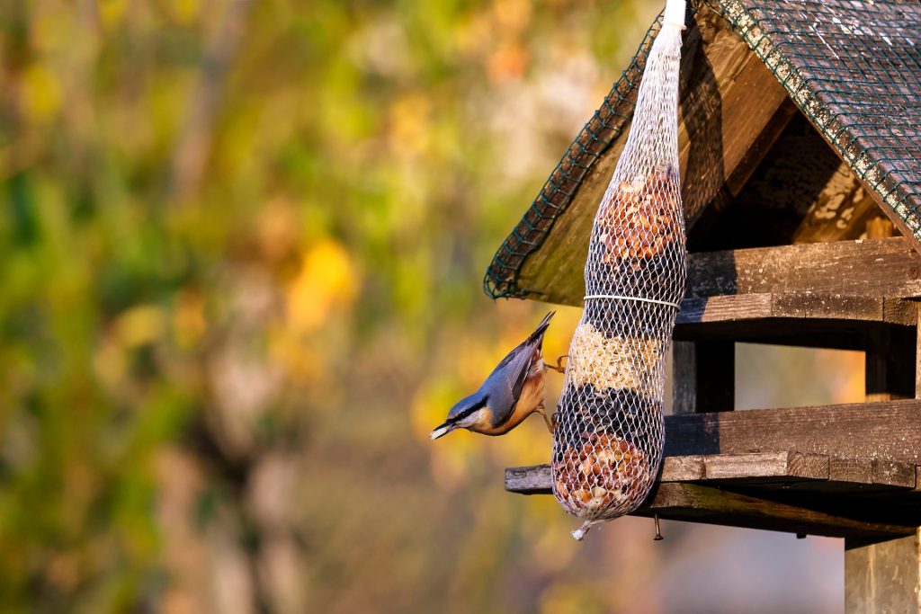 Vogelhaus mit Vogelfutter im Garten | Foto: stock.adobe.com