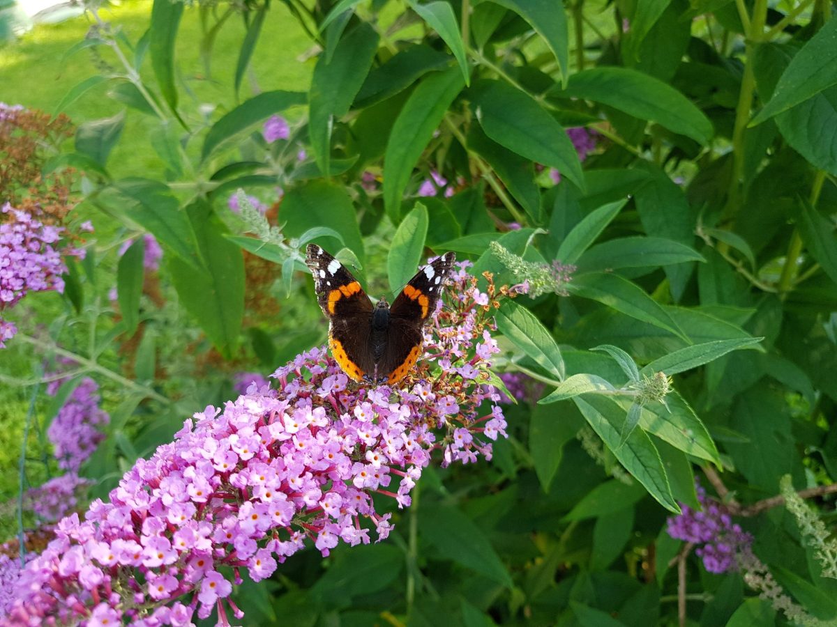 Schmetterling im Garten auf einer Blüte | Foto: stock.adobe.com