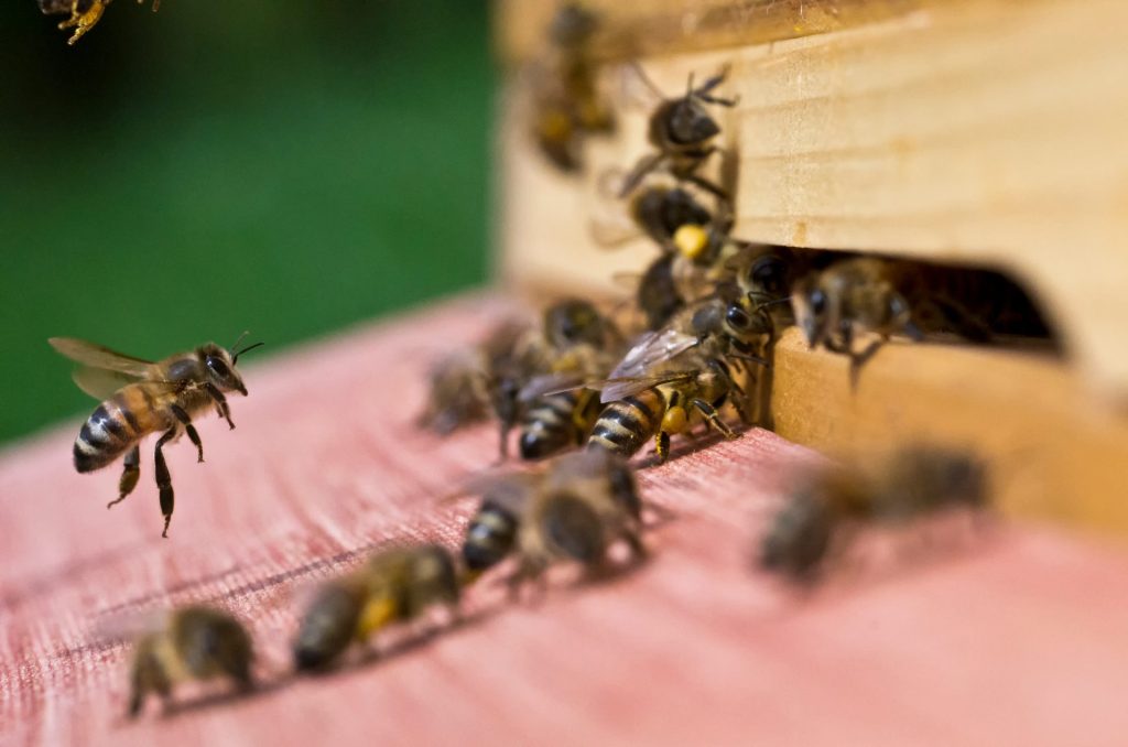 Bienen liefern leckeren Honig | Foto: AdobeStock