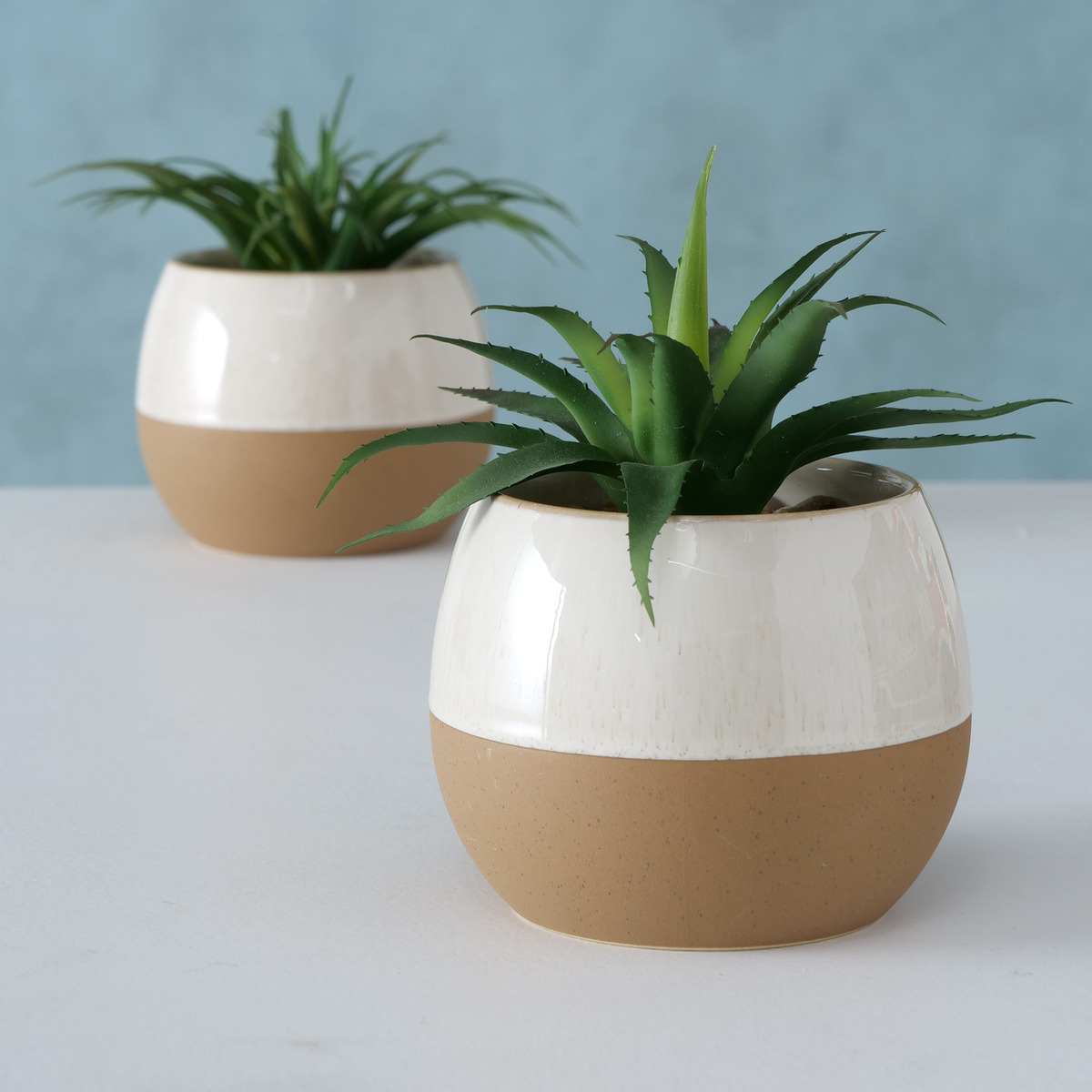 Topfpflanze Lovio, 2-fach sortiert bei leitermann.de günstig kaufen Topfpflanze Lovio, 2-fach sortiert