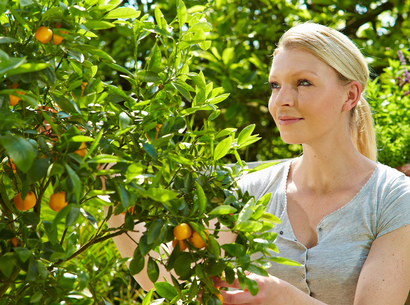 Zitrus- und Mediterranpflanzenerde 40L