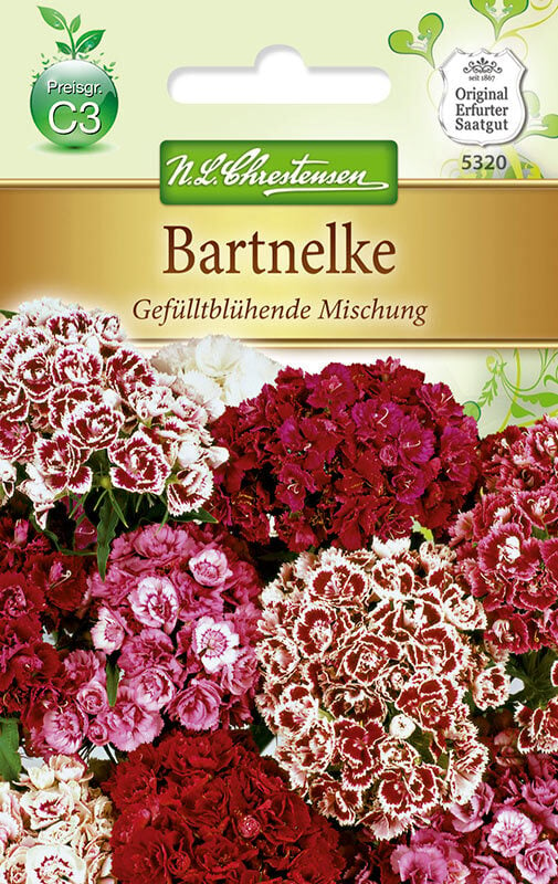 Dianthus barbatus Bartnelken Gefülltblüh
