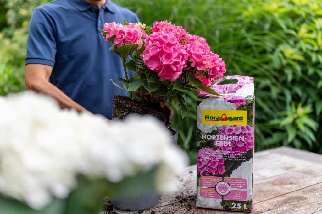 Hortensienerde für rote Hortensien