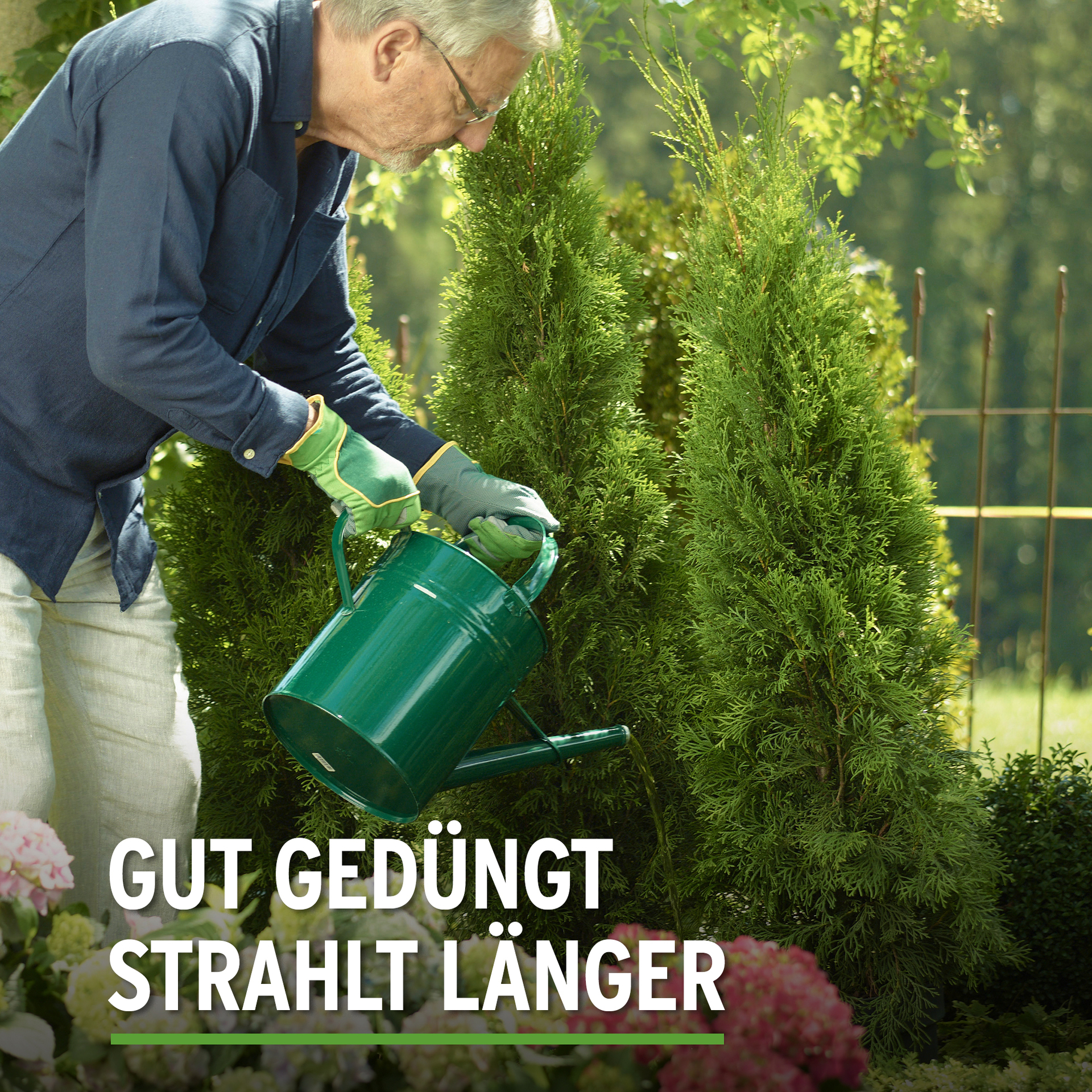 Thuja Vital bei leitermann.de günstig kaufen Thuja Vital