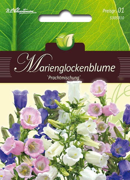 Campanula medium Marienglockenblumen