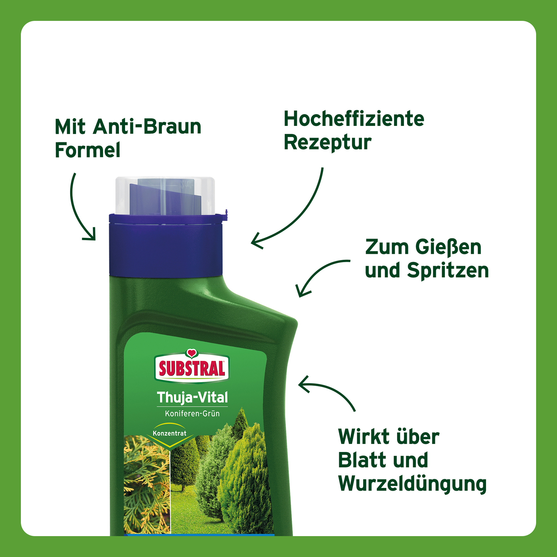 Thuja Vital bei leitermann.de günstig kaufen Thuja Vital