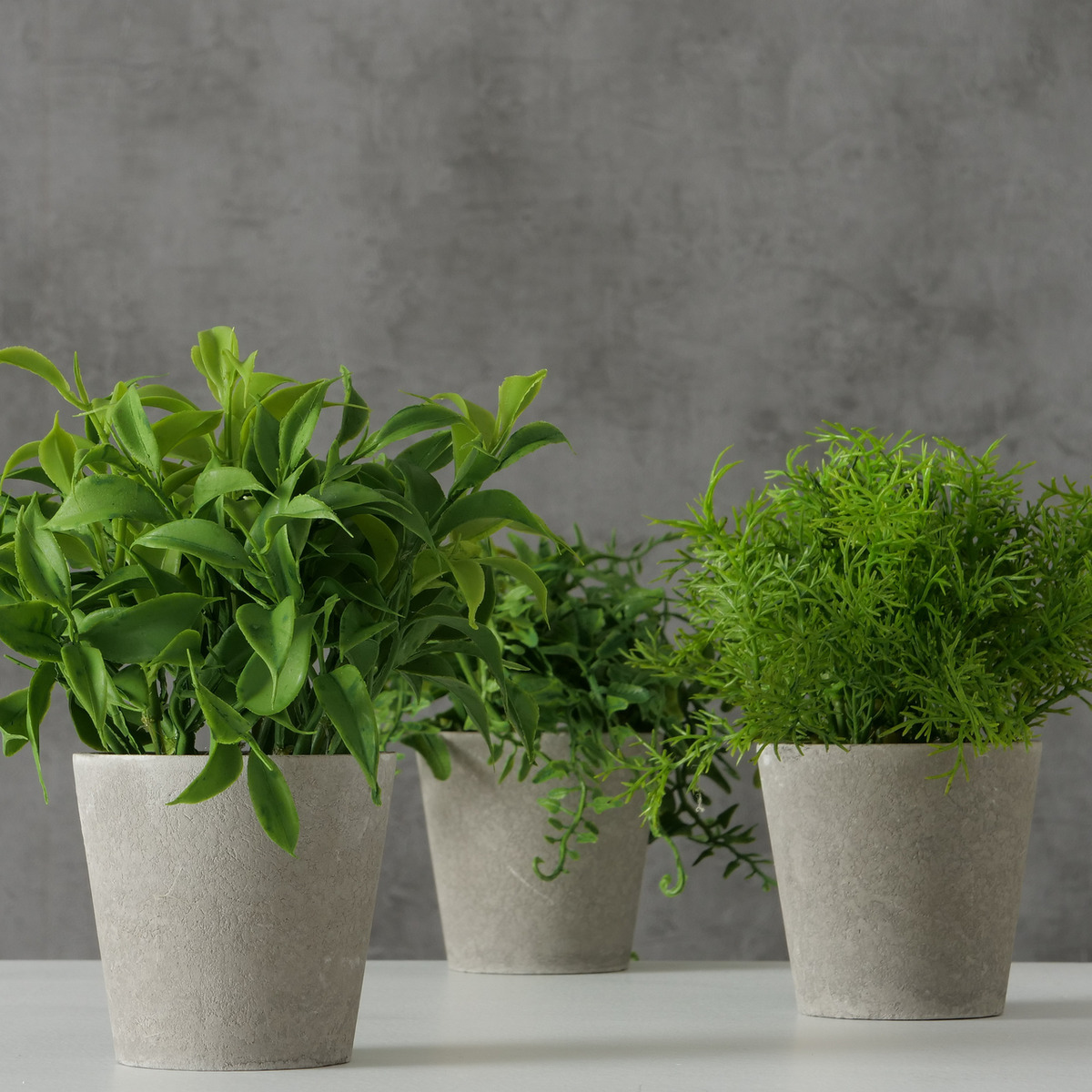 Topfpflanze 3-fach sortiert