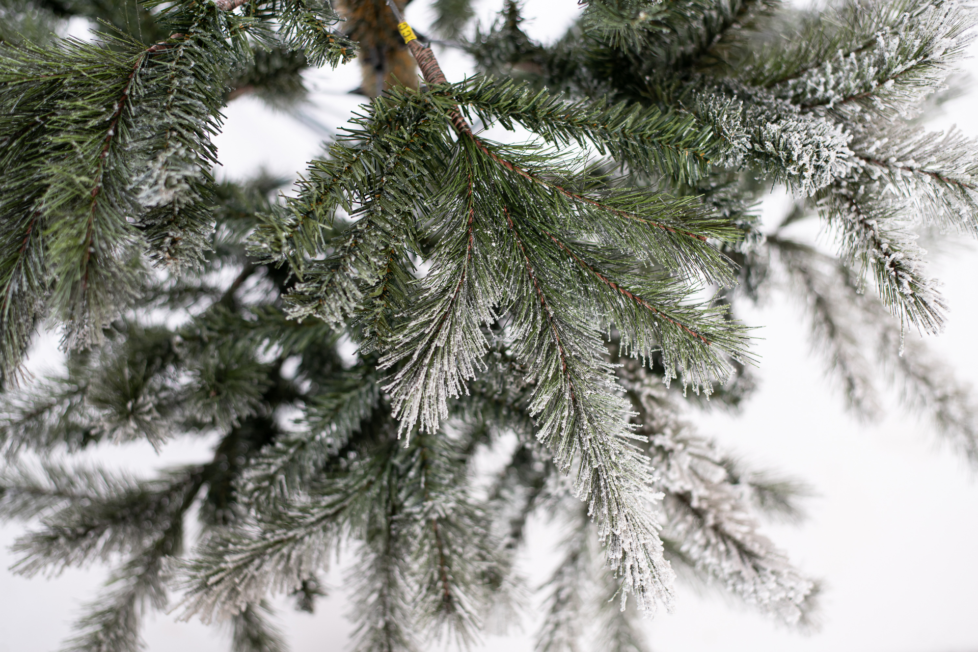 Weihnachtsbaum Cedar Kiefer Frost bei leitermann.de günstig kaufen Weihnachtsbaum Cedar Kiefer Frost