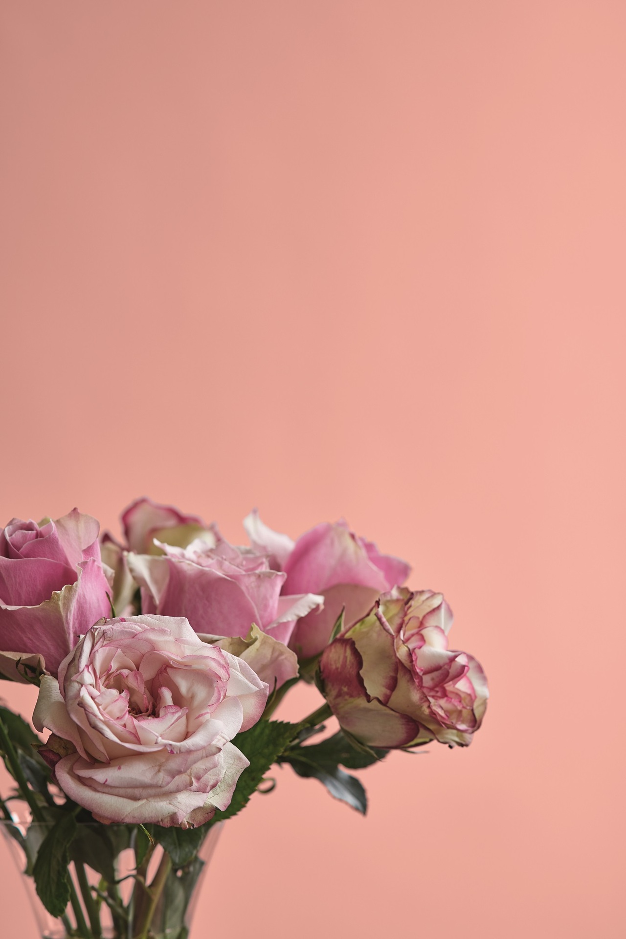 Feine Farben bei leitermann.de günstig kaufen Feine Farben