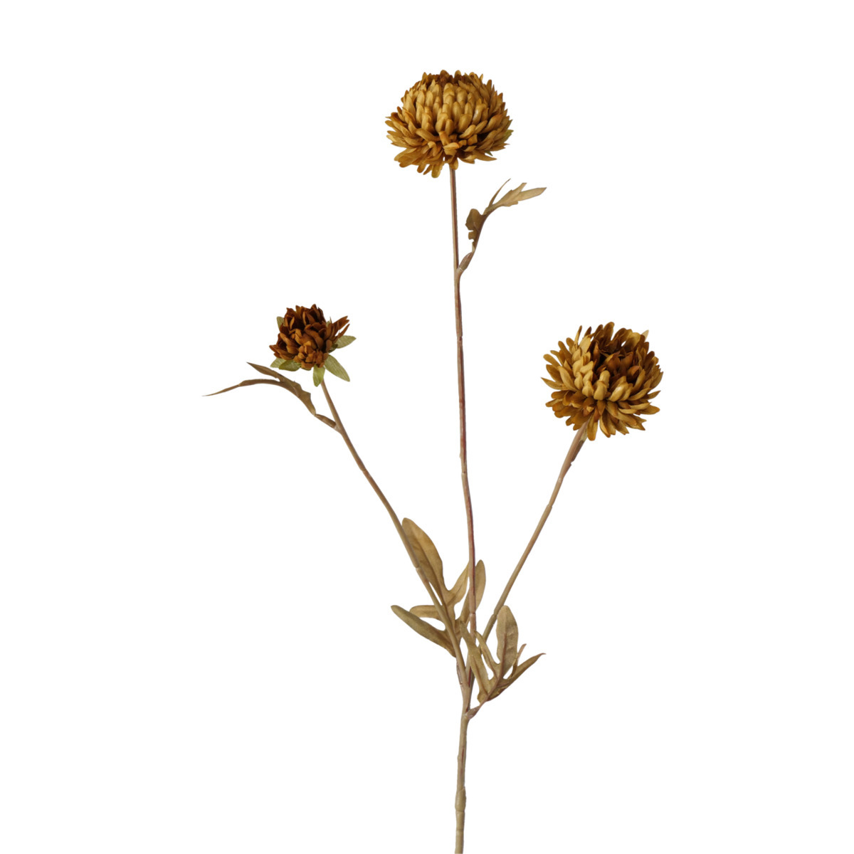 Stielblume Dahlie bei leitermann.de günstig kaufen Stielblume Dahlie