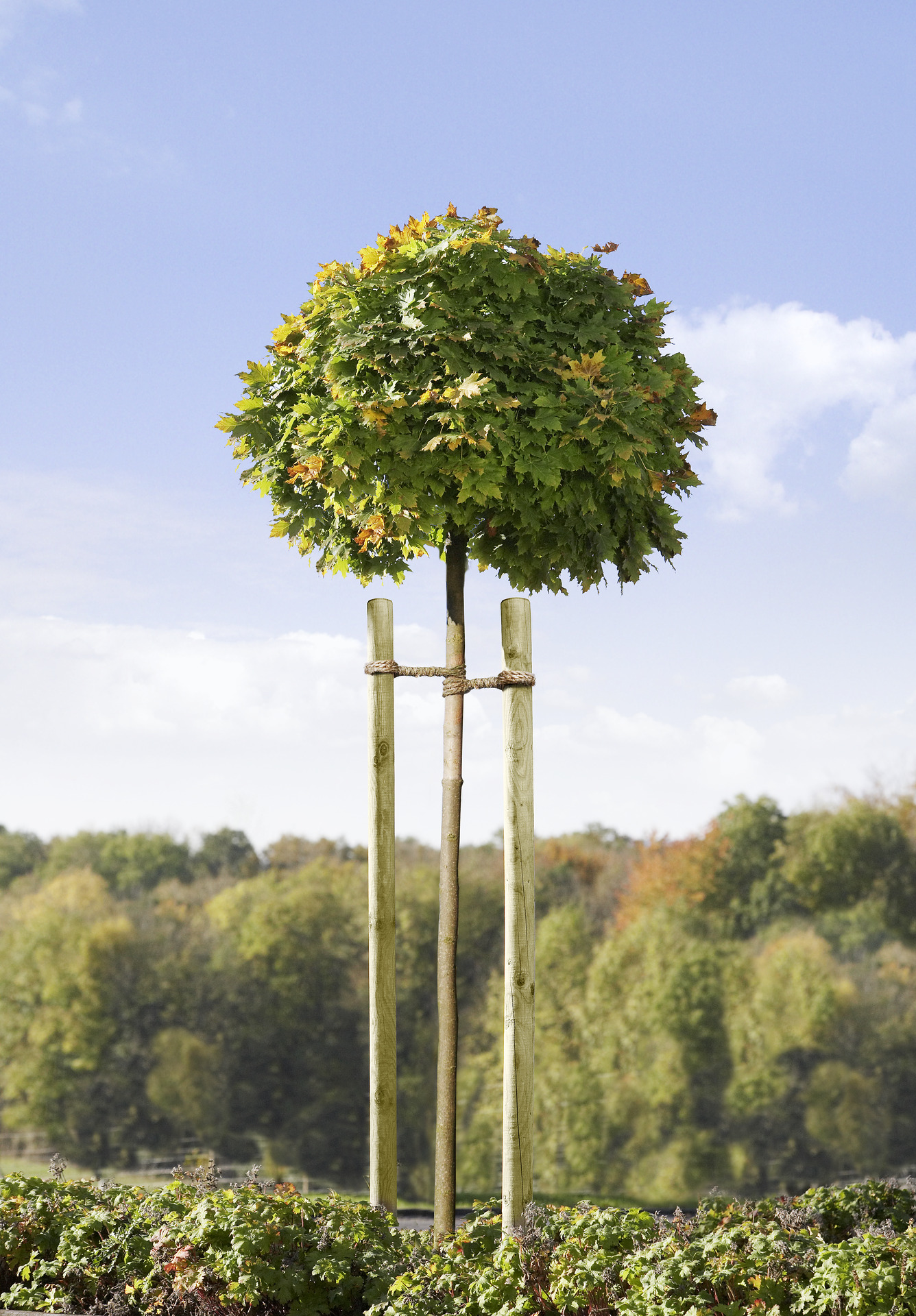 Baumpfähle imprägniert grün bei leitermann.de günstig kaufen Baumpfähle imprägniert grün