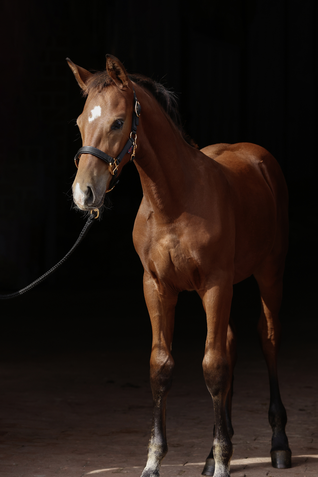 Fohlenhalfter TopLine bei leitermann.de günstig kaufen Fohlenhalfter TopLine