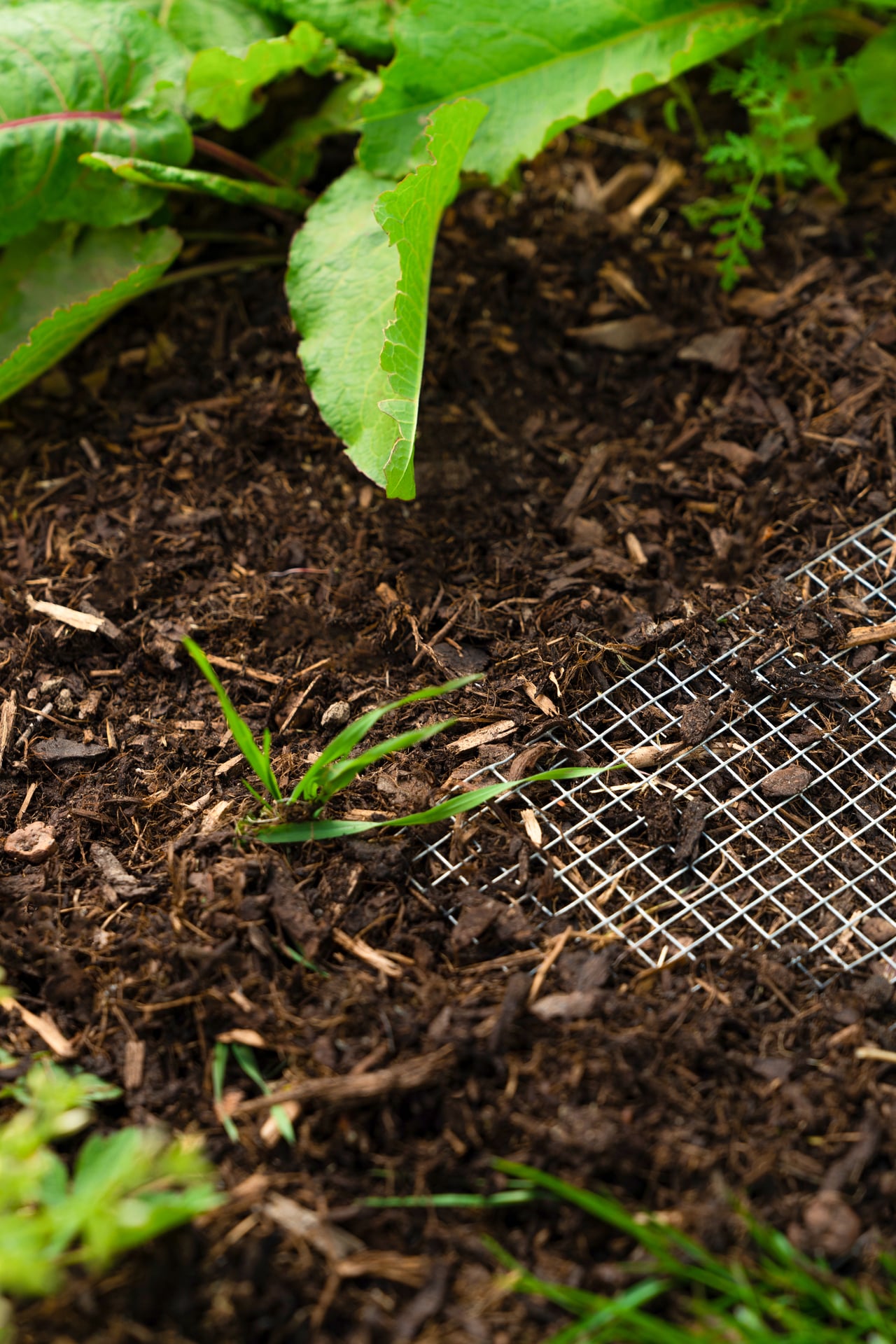 Drahtgeflecht Draneo für Hochbeet
