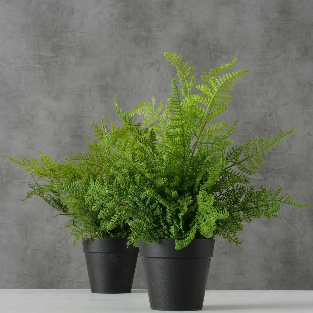 Topfpflanze 2-fach sortiert bei leitermann.de günstig kaufen Topfpflanze 2-fach sortiert