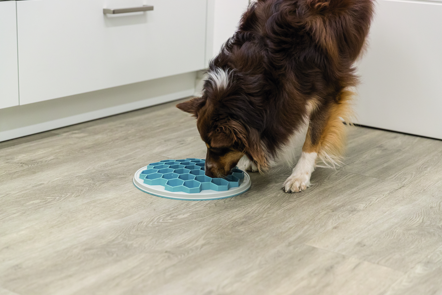 Slow Feeding Futterplatte Hive bei leitermann.de günstig kaufen Slow Feeding Futterplatte Hive