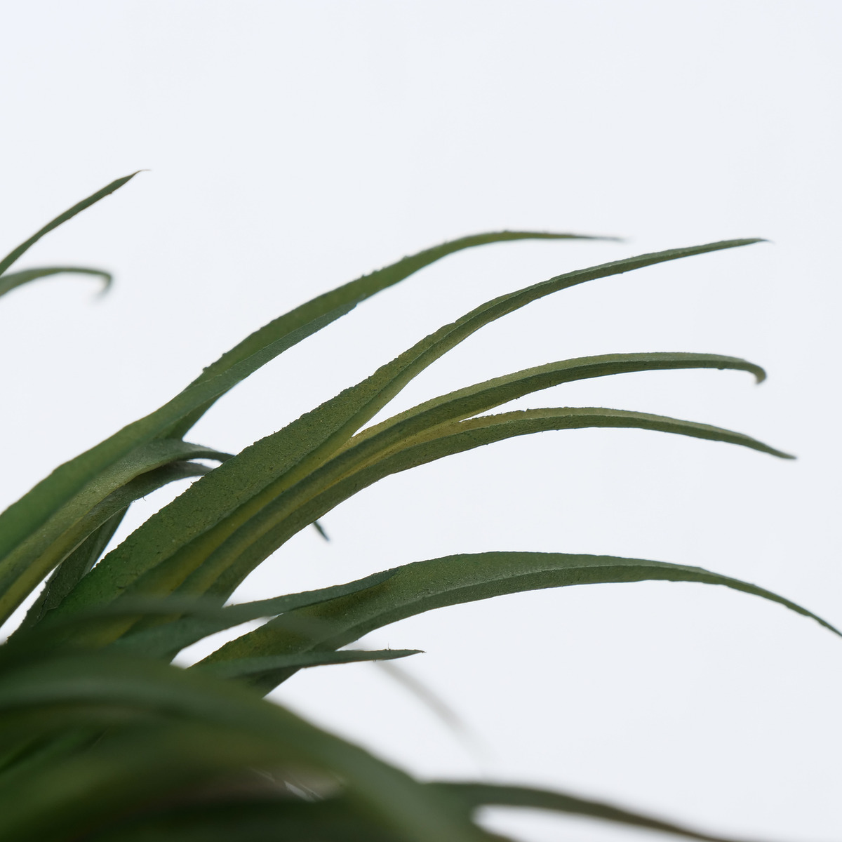 Topfpflanze Lovio, 2-fach sortiert bei leitermann.de günstig kaufen Topfpflanze Lovio, 2-fach sortiert