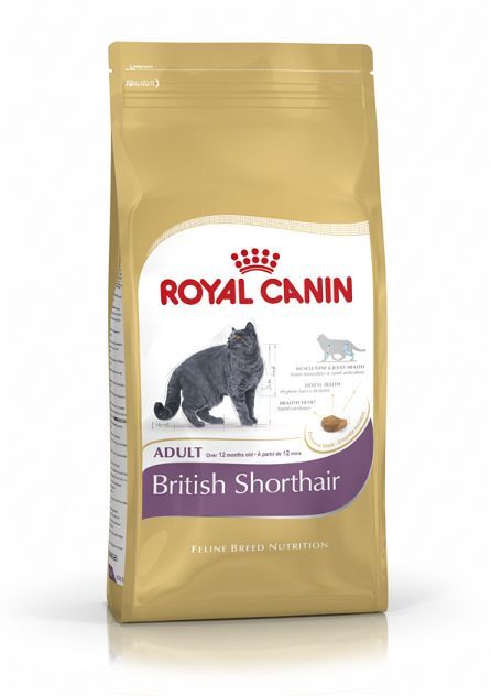 Feline British Shorthair