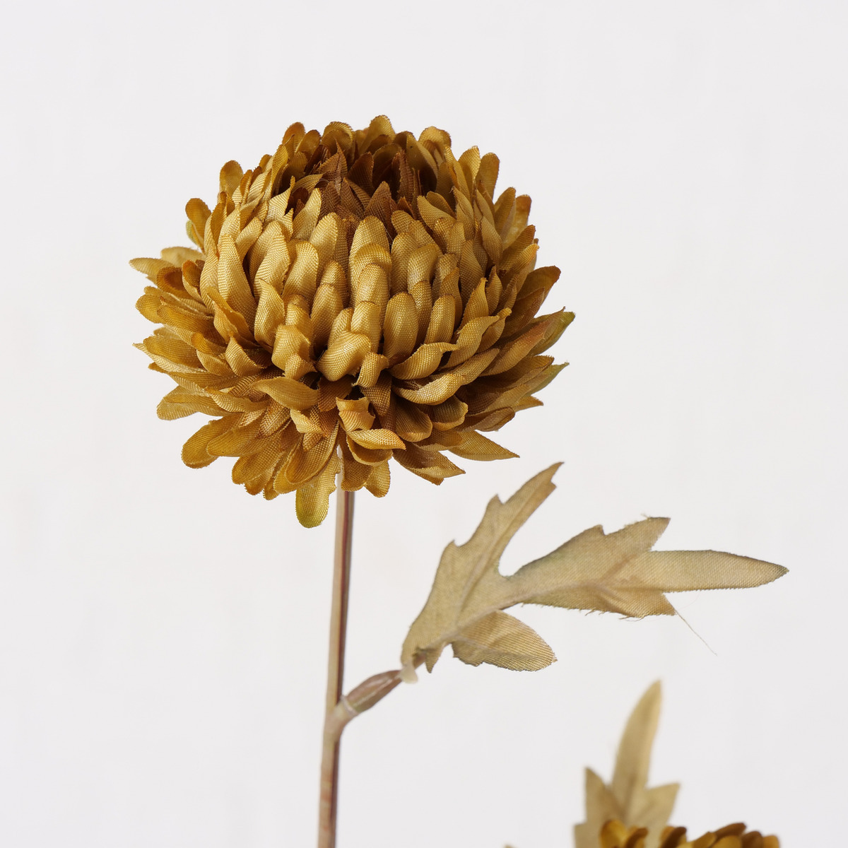 Stielblume Dahlie bei leitermann.de günstig kaufen Stielblume Dahlie