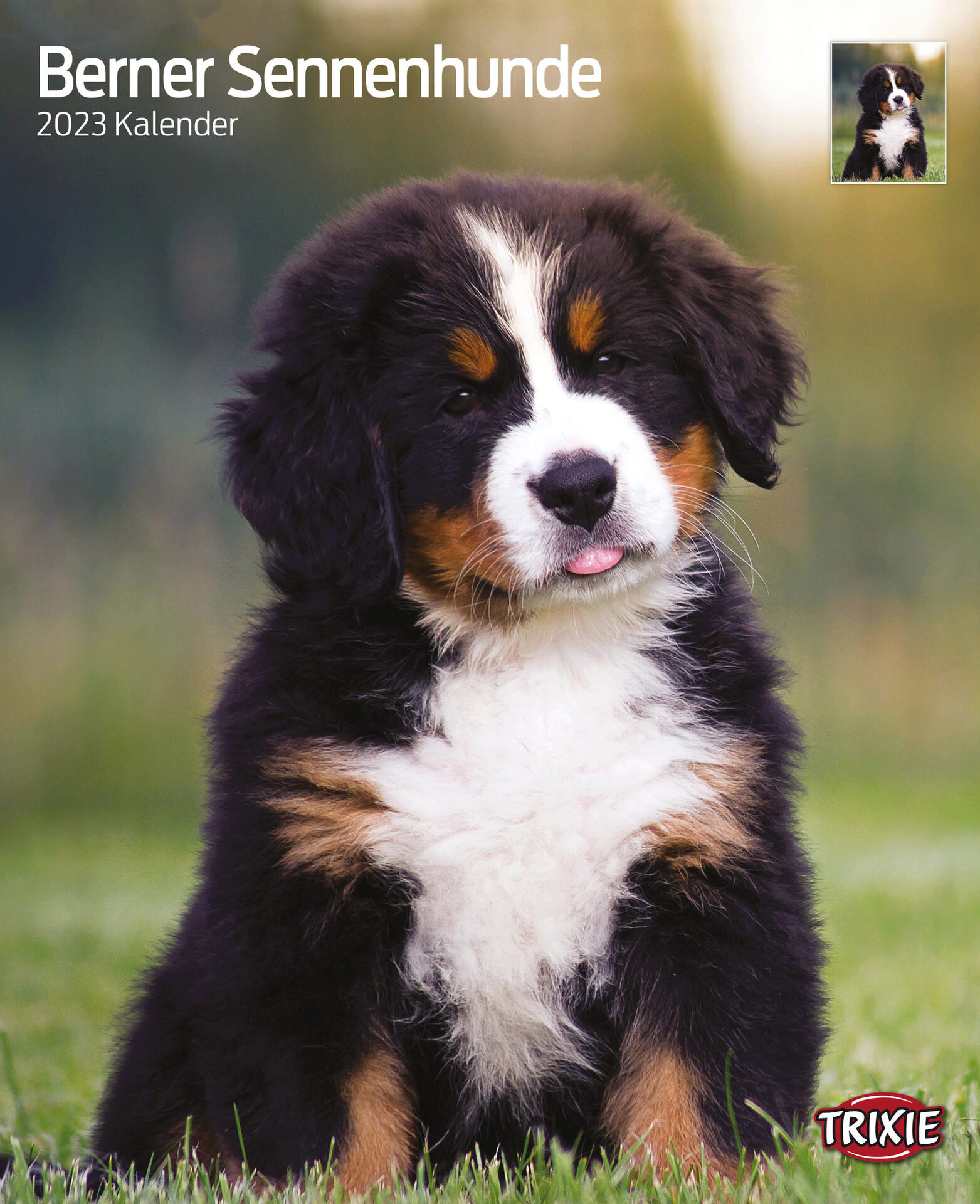 Kalender Berner Sennenhunde