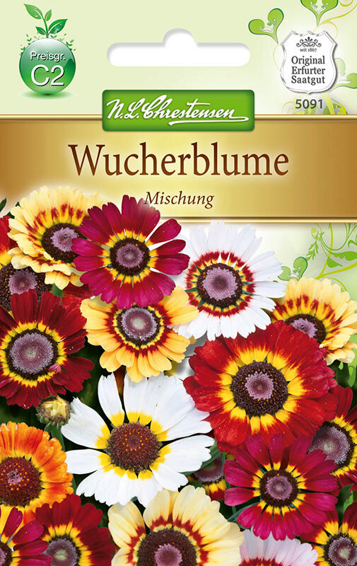 Chrysanthemum carinatum Wucherblume Mischung