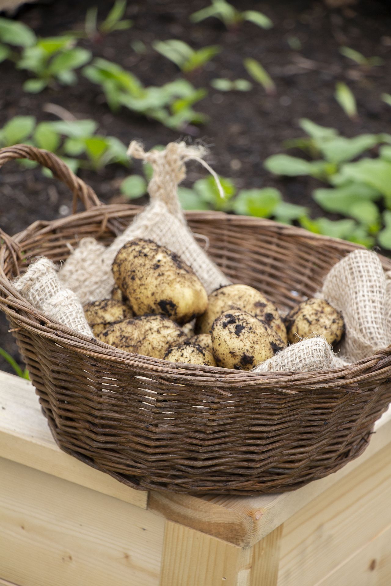 Universal Kartoffelerde 50L bei leitermann.de günstig kaufen Universal Kartoffelerde 50L
