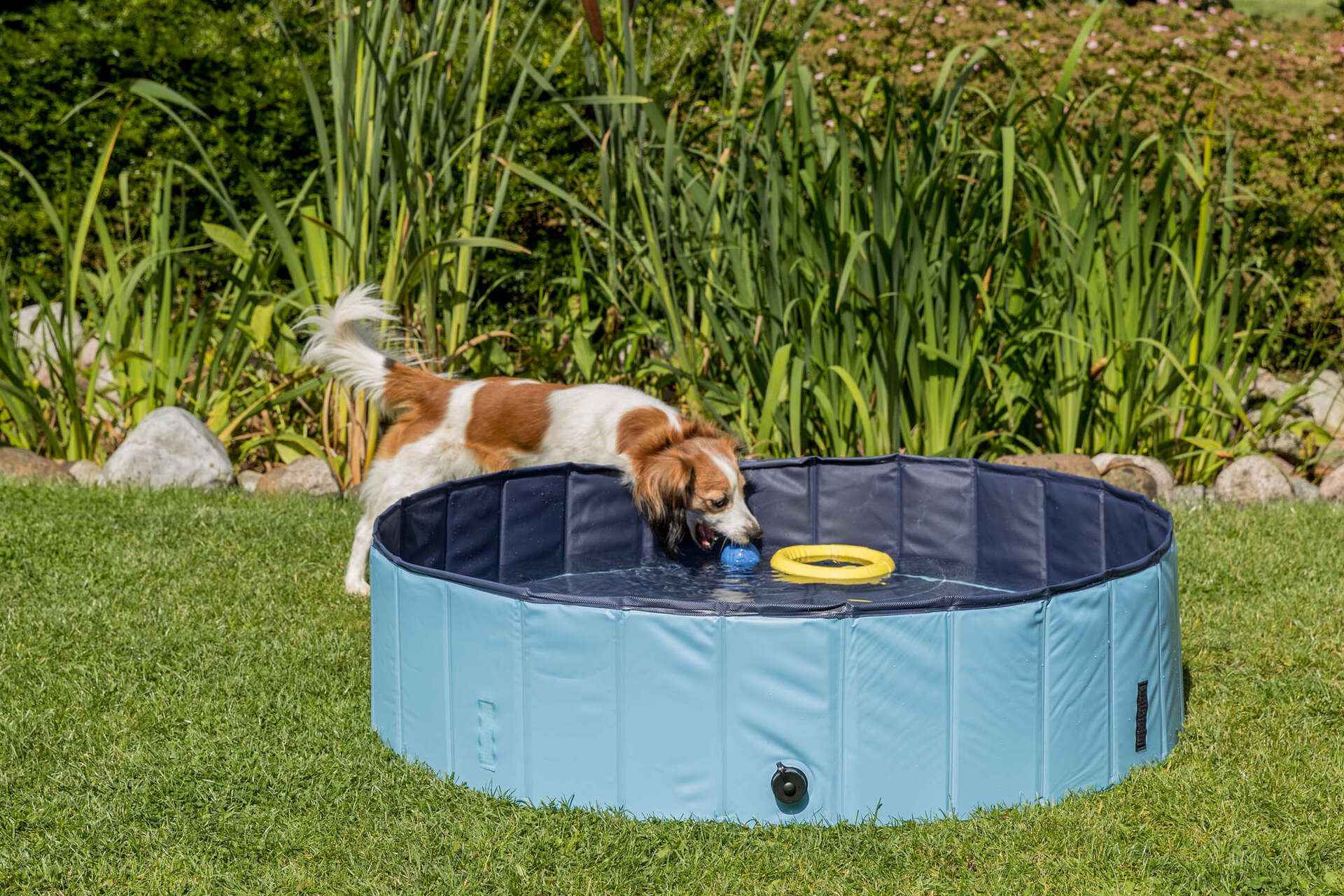 Hundepool bei leitermann.de günstig kaufen Hundepool