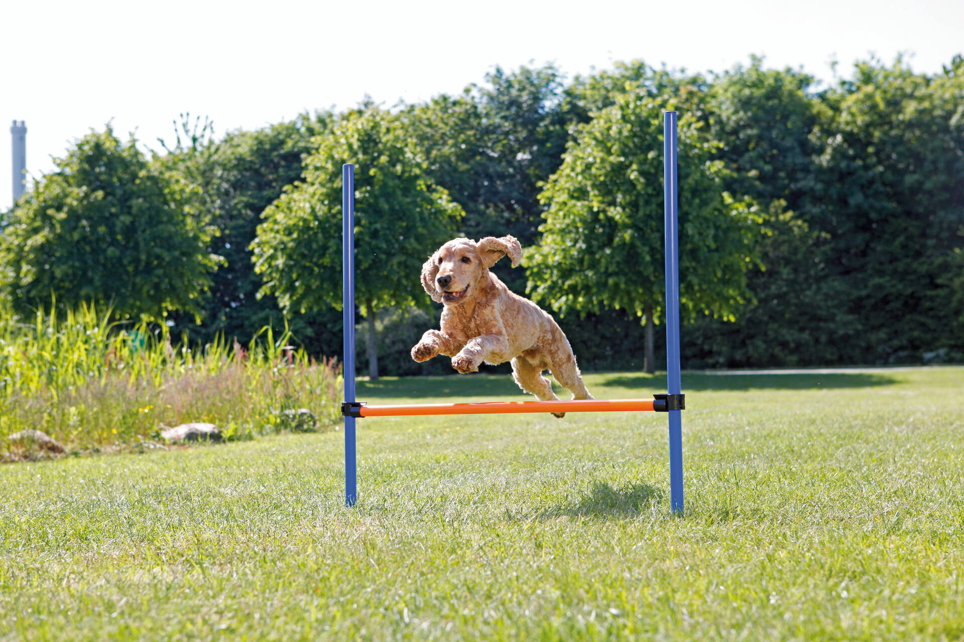 Fun Agility Hürde