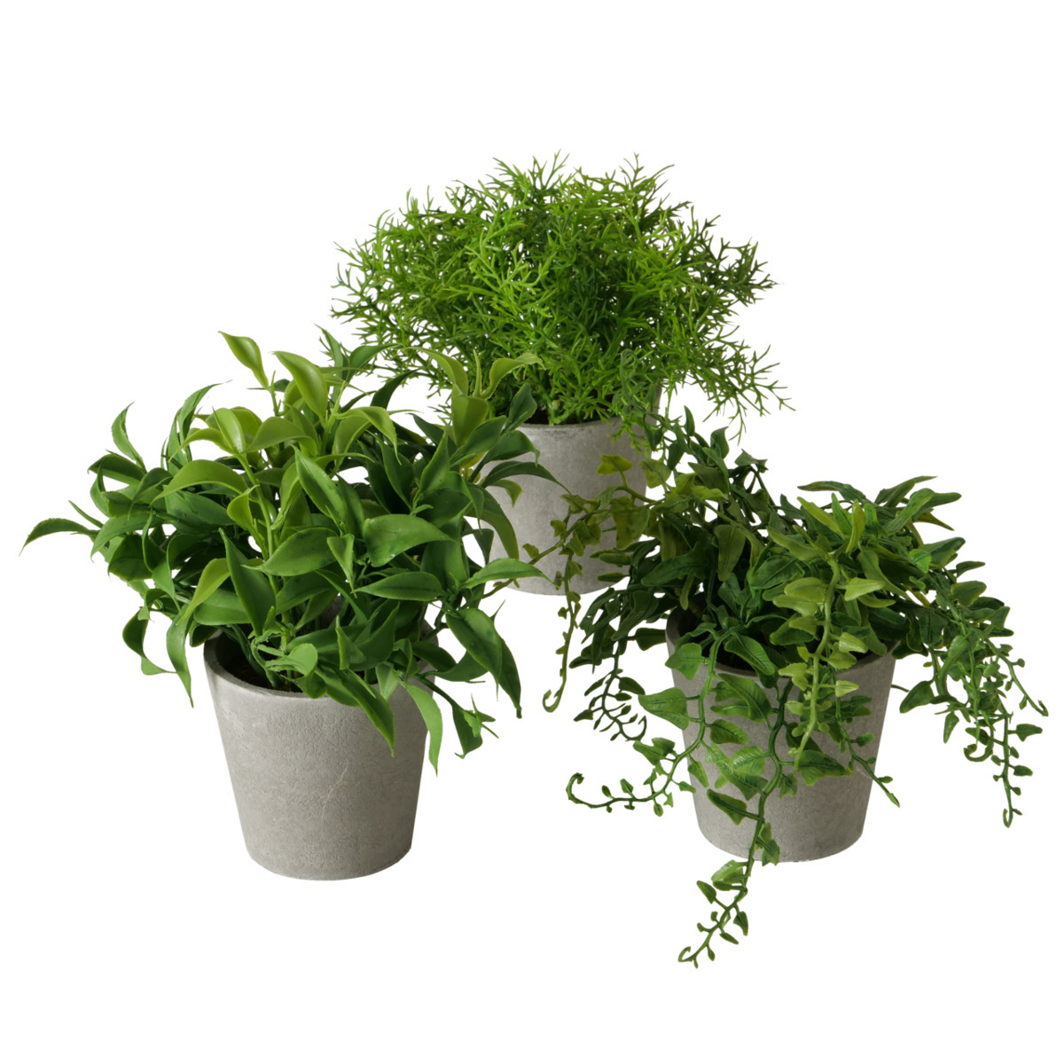 Topfpflanze 3-fach sortiert