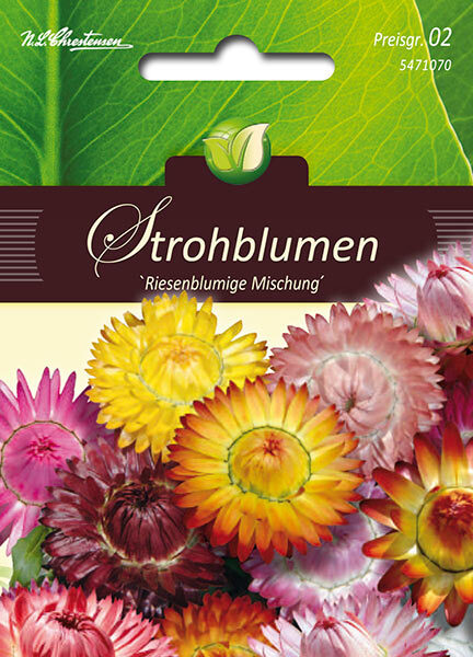 Helichrysum Strohblumen Riesenbl. Mischung