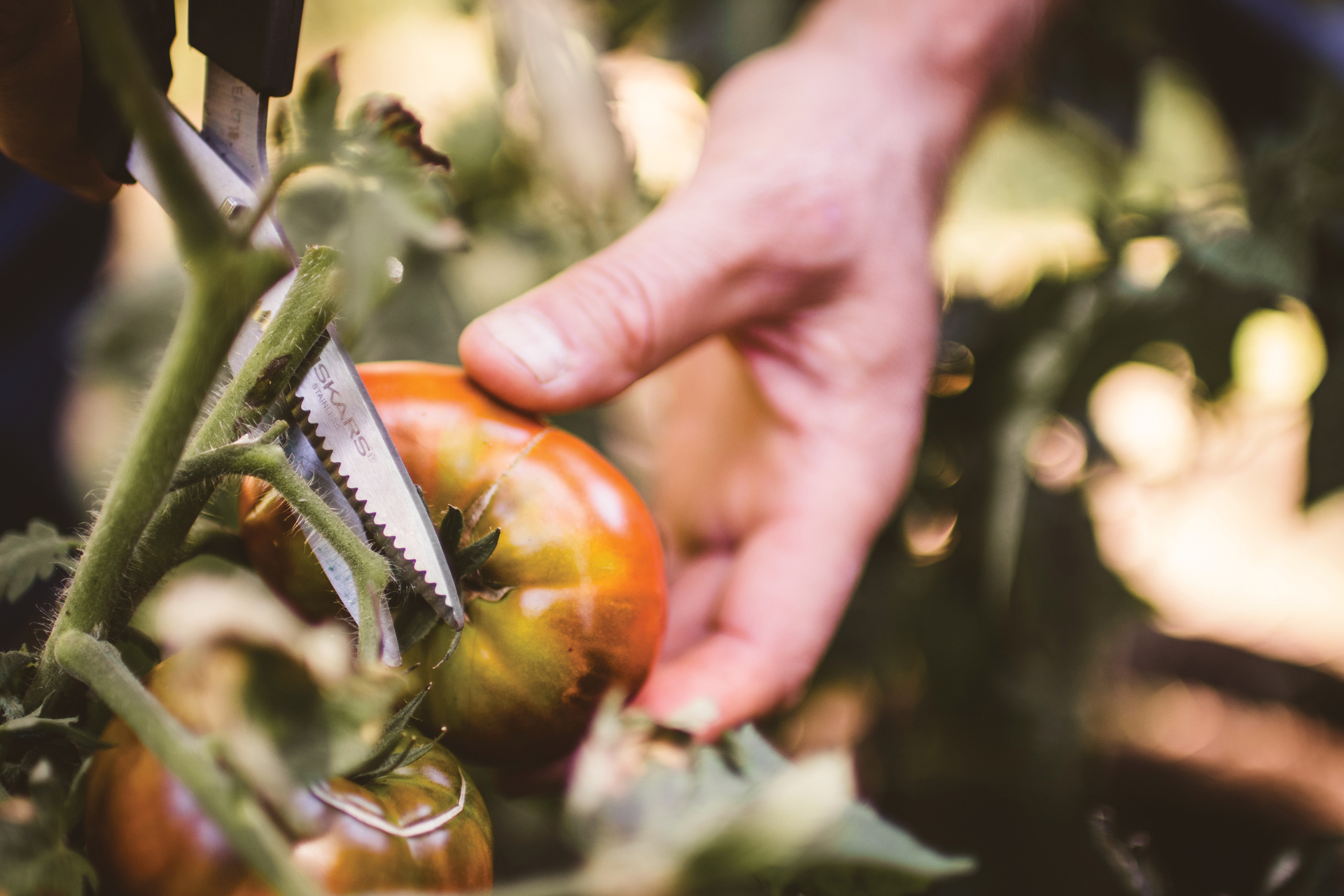 Vegetable SP-240 bei leitermann.de günstig kaufen Vegetable SP-240