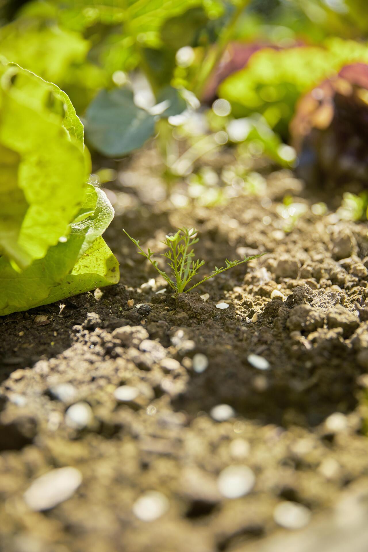combisystem-2in1 Grubber-Rechen bei leitermann.de günstig kaufen combisystem-2in1 Grubber-Rechen