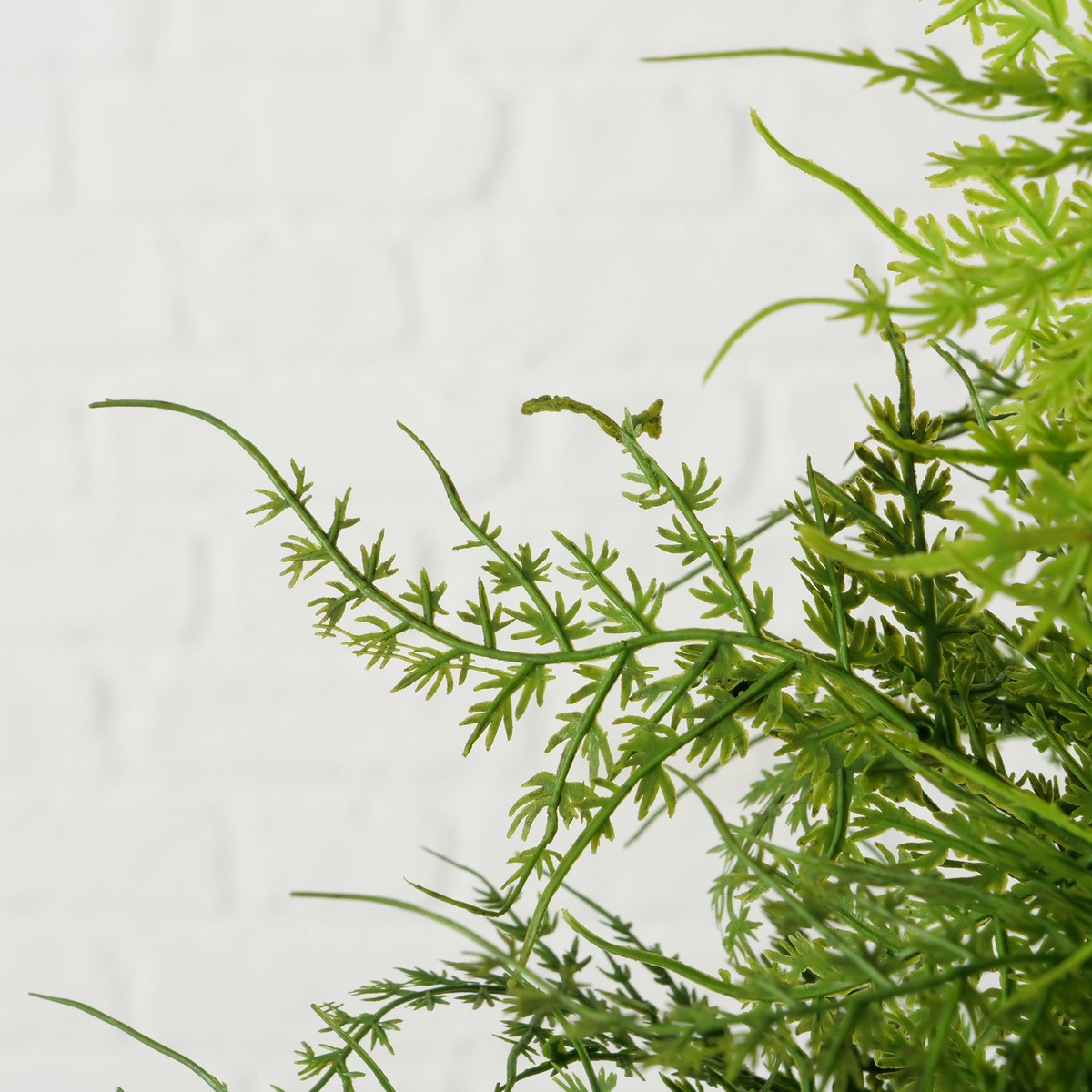 Topfpflanze 2-fach sortiert bei leitermann.de günstig kaufen Topfpflanze 2-fach sortiert