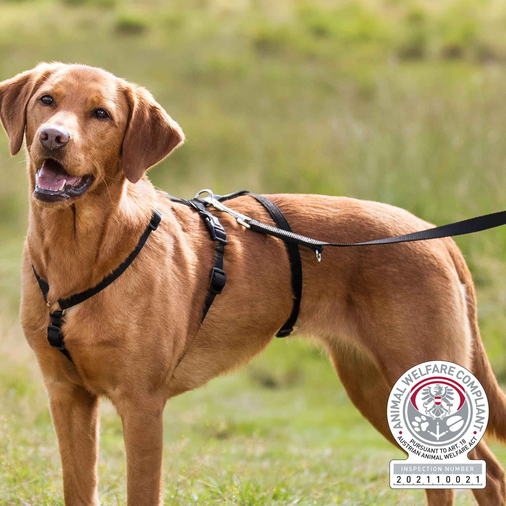 Panikgeschirr Stay bei leitermann.de günstig kaufen Panikgeschirr Stay