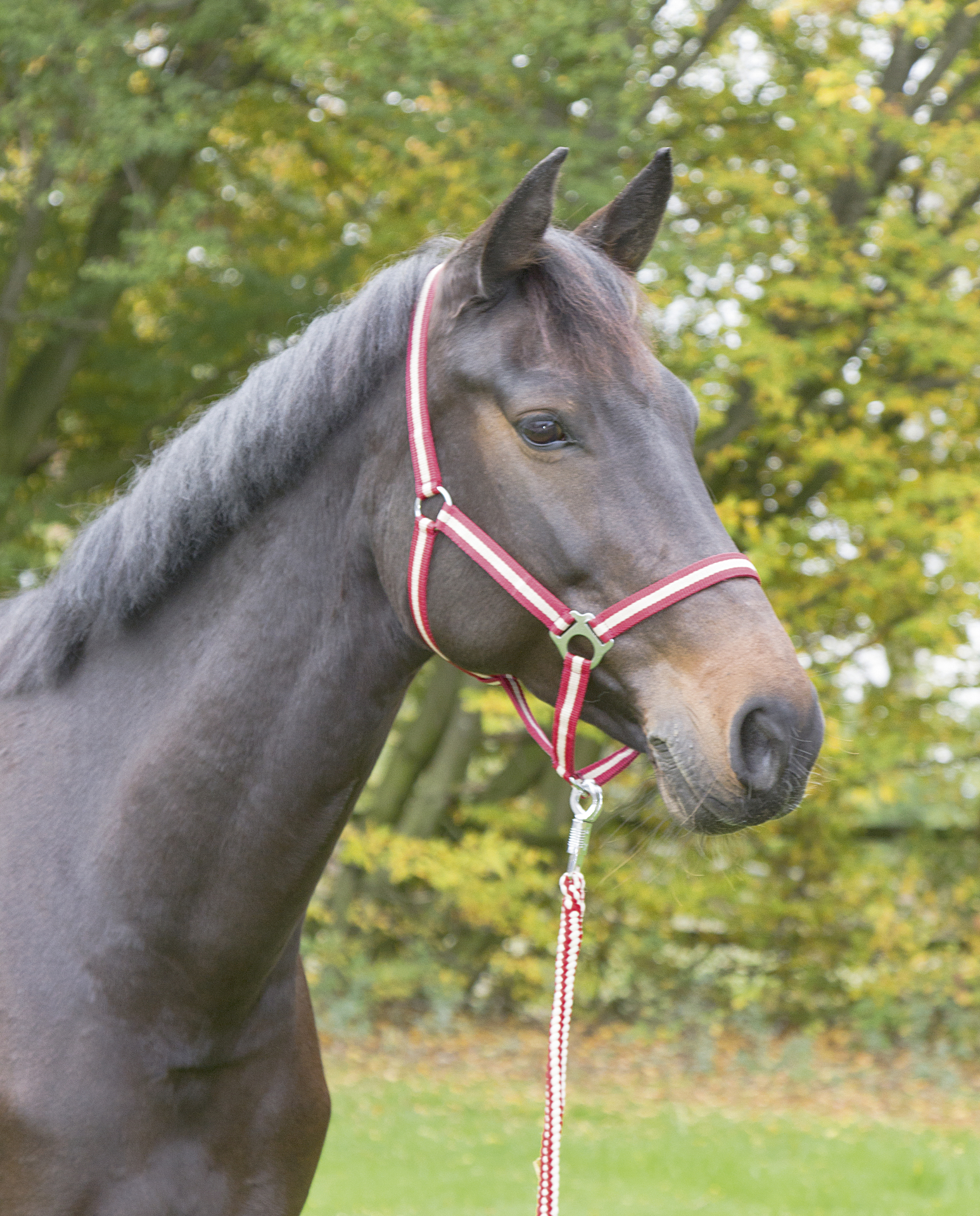 Nylonhalfter Hippo, Shetty bei leitermann.de günstig kaufen Nylonhalfter Hippo, Shetty