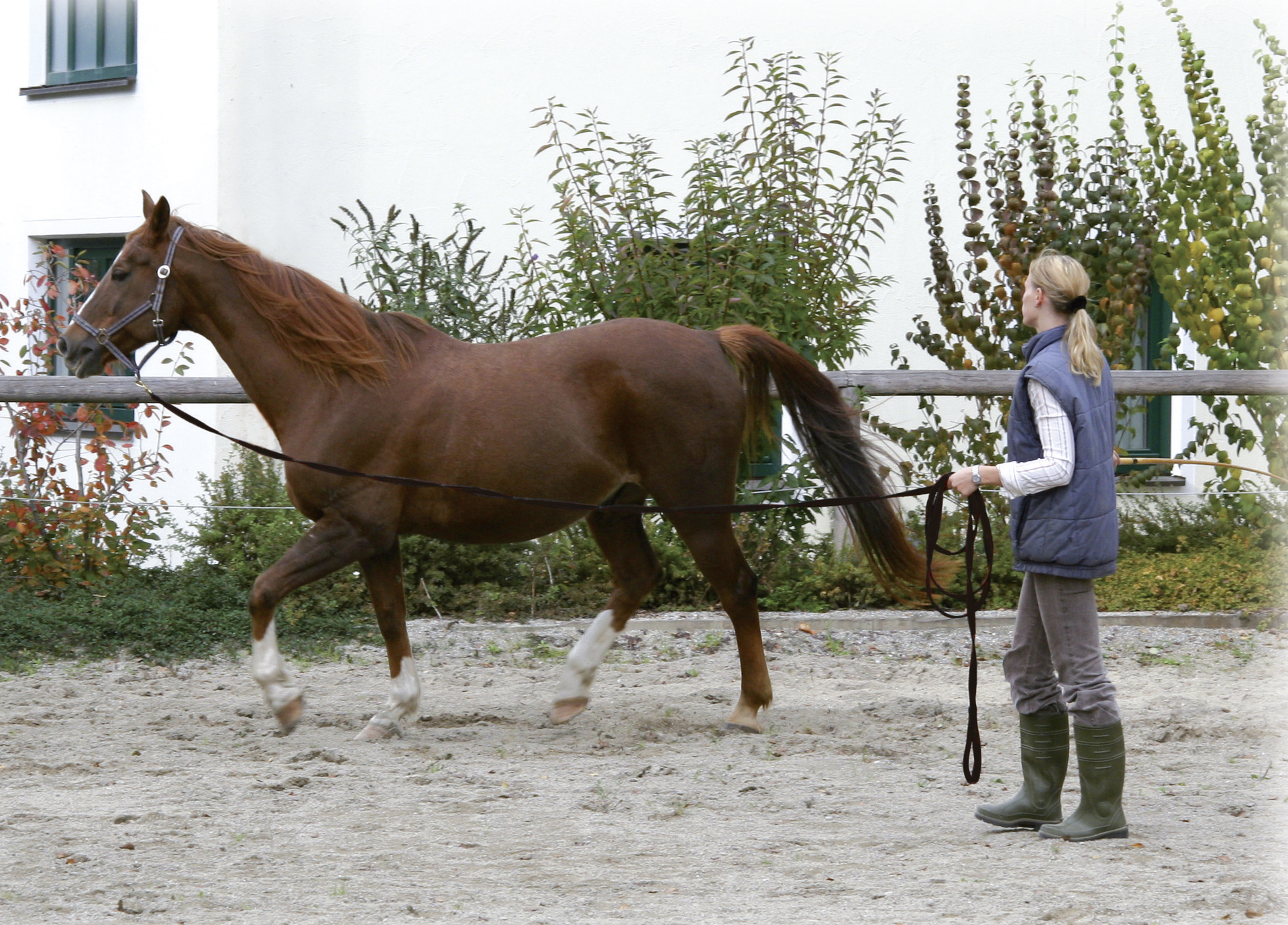 Longierleine 7,50 mtr.