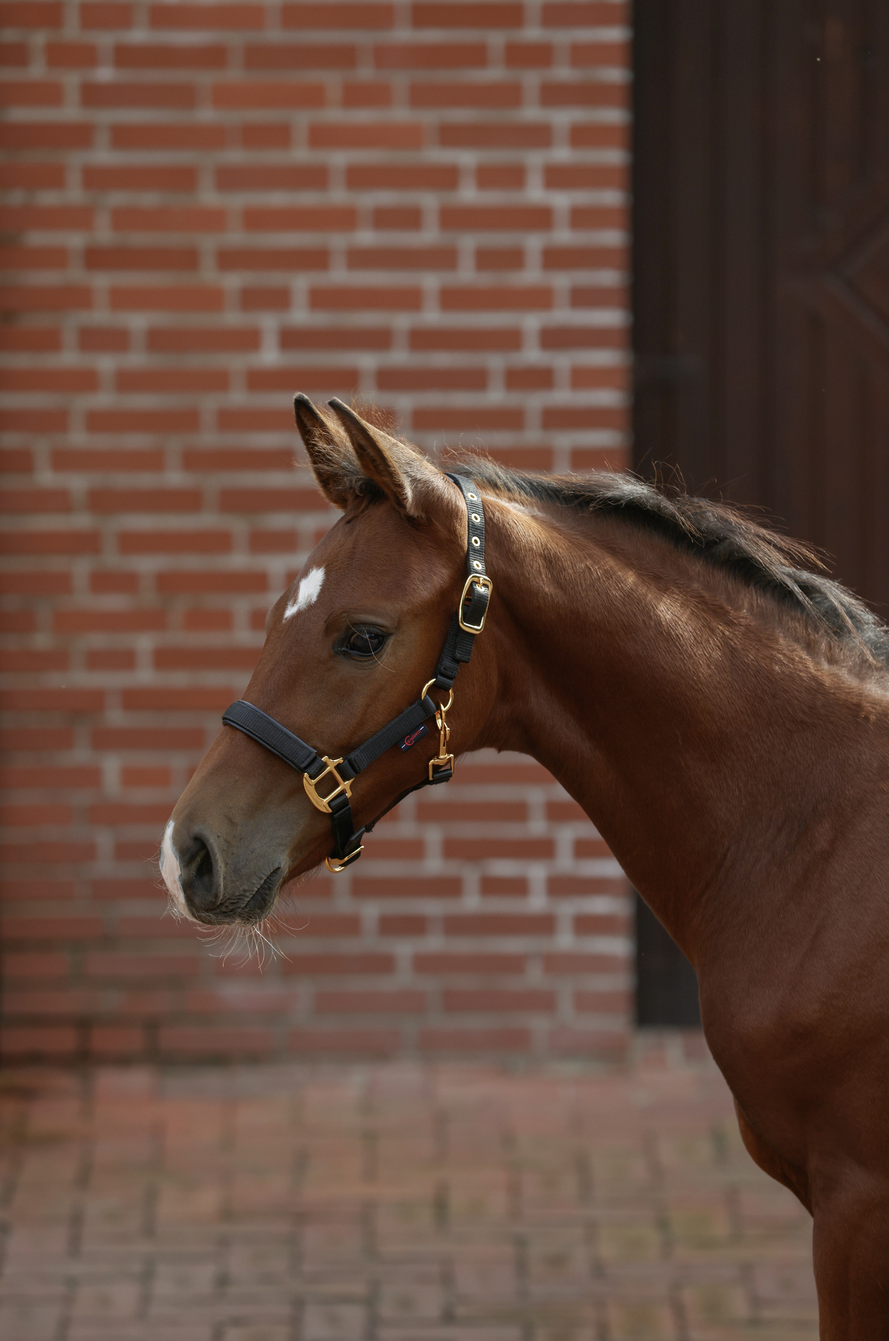 Fohlenhalfter TopLine bei leitermann.de günstig kaufen Fohlenhalfter TopLine